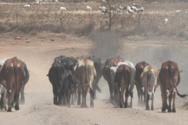 Suguta farmer loses crops after herders invade farm 