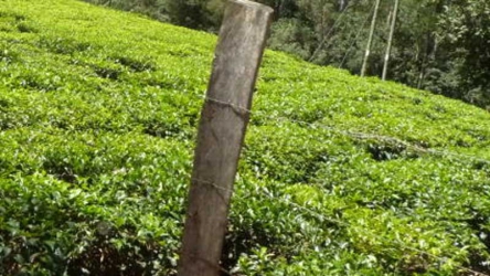 Tea farmers beat severe drought to earn Sh78.3 billion in revenue