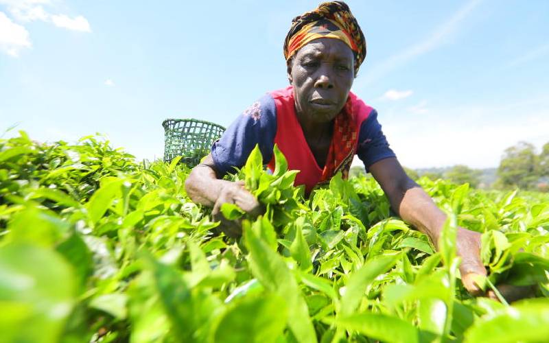 Tea farmers hope for better prices after rally at auction