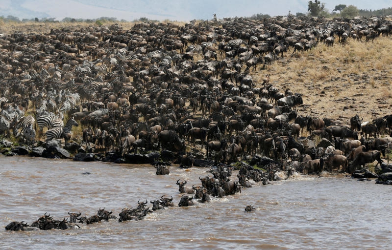 Annual wildebeest migration at risk as vast ecosystem faces intense harm