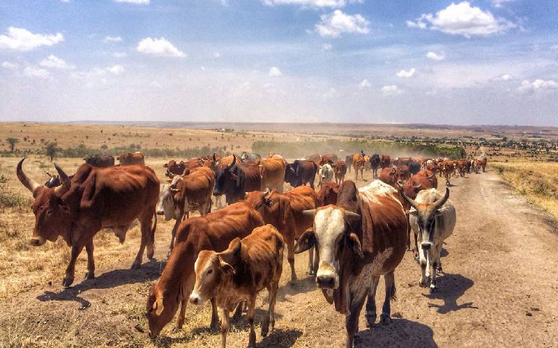 EACC arrests two officers over Sh29,000 bribe to release cattle