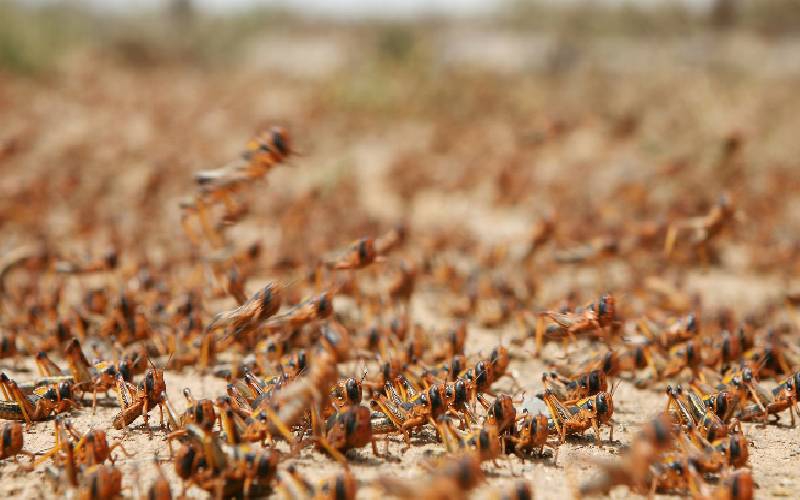 Egypt about to be hit by a 'biblical' plague of locusts