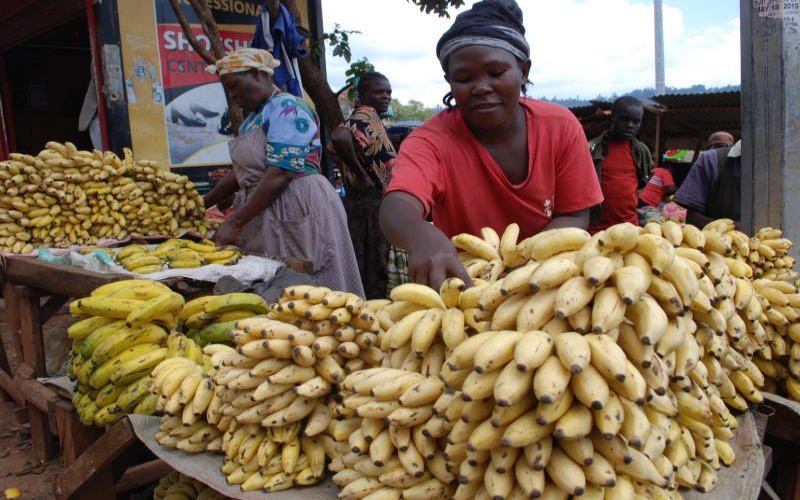 Farmers upbeat as banana factory set to improve earnings