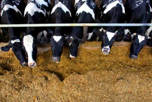 How to keep your dairy feeds mould-free this wet season