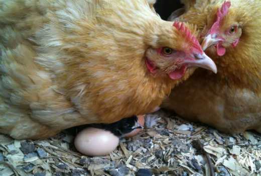 How to turn your hen into a brooding machine