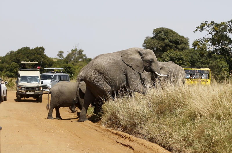 Rage as human, wildlife conflict escalates - The Standard
