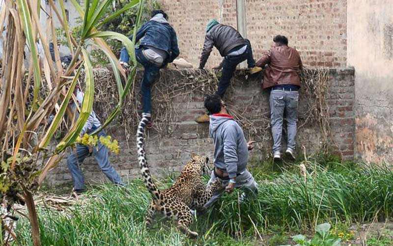 In pictures: Leopard mauls 4 people in rampage through city
