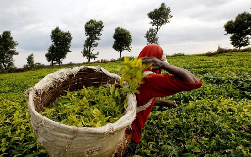 Kenyan tea glut pushes prices to multi-year lows, trade body says