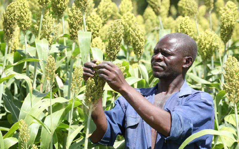 Long rains improve outlook for sorghum farmers, KBL factory