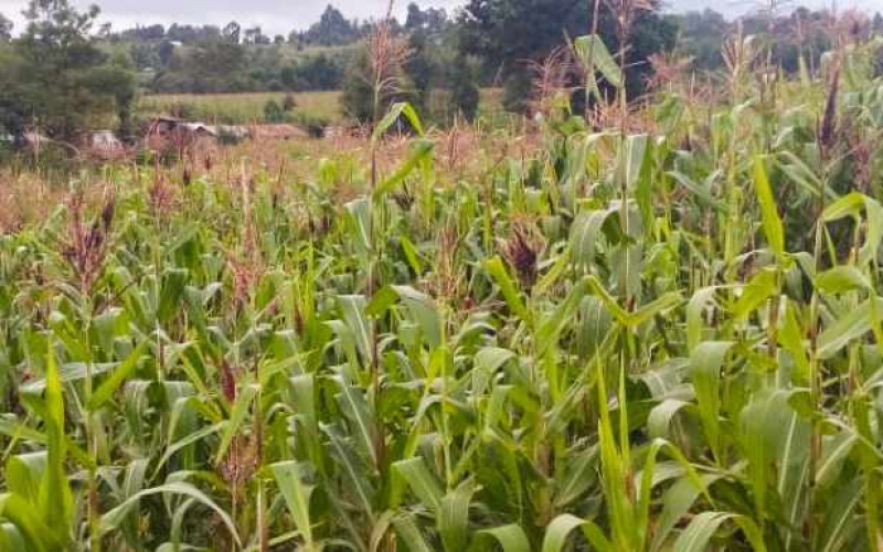 Make agriculture attractive to the youth for Kenya's food security