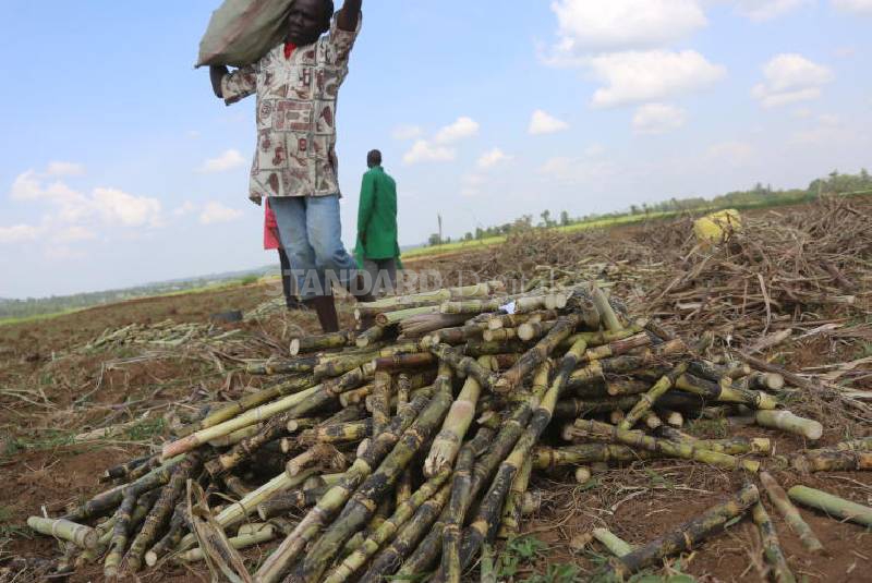 Mumias Sugar management rows reveal plunder of miller