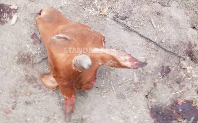 Nine cows stolen, slaughtered in Matungulu
