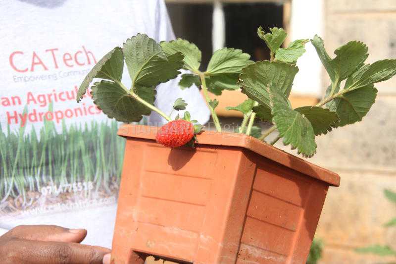 No space? You can grow crops in buckets