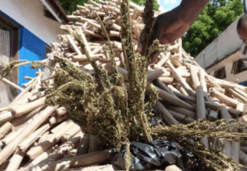 Police net bhang worth over Sh13m in Kiambu