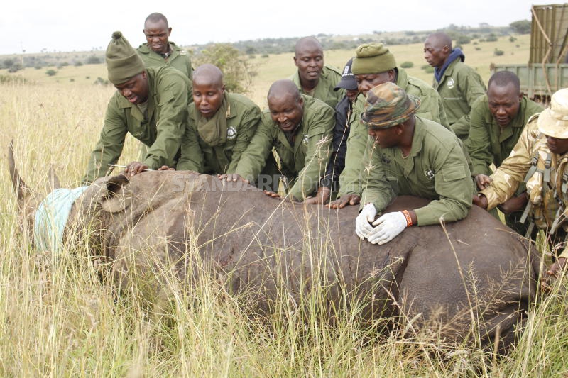 Rhino mauls ranger to death 