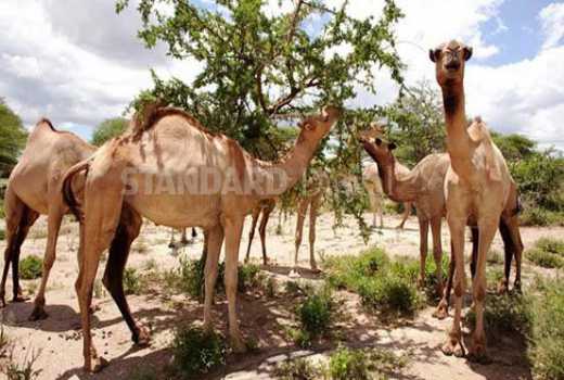 Livestock farmers to get drought resilient camel breeds