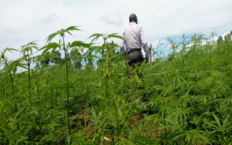 Tanzania’s lush green farms that supply Kenya with bhang - The Standard