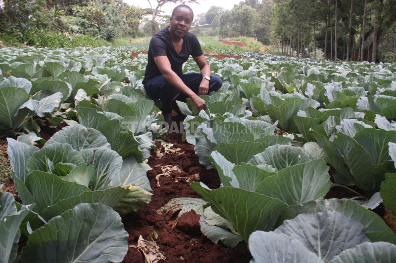 Shrinking land forces farmers to be smarter