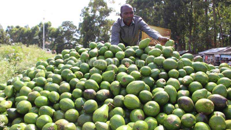 So, you want to invest in rich avocado export business?