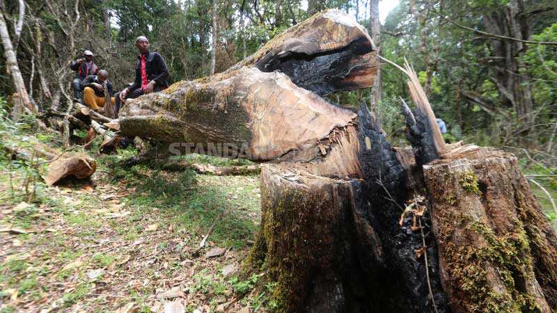 Taskforce unearths rot in forest management