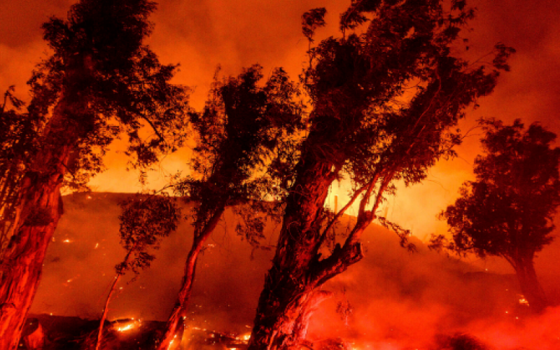 The world must wake up to wild fires, effects of climate change