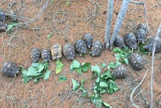 Thousands of rare tortoises rescued from dealers in Madagascar
