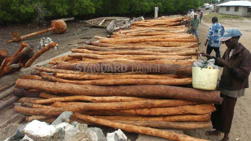 Tough times for traders amid ban on logging