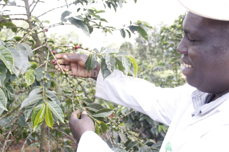 Uhuru takes charge of coffee sector reforms committee