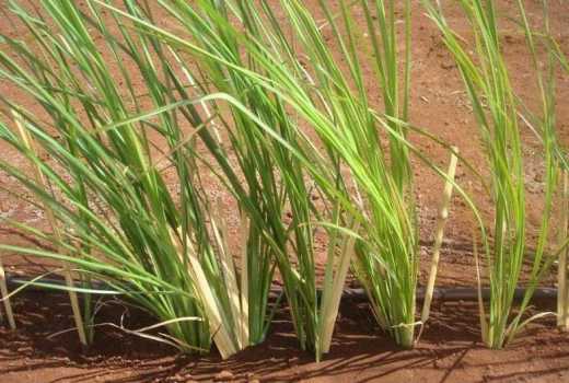 Vetiver grass: What your wet farm needs