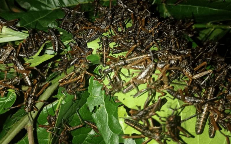 Why government must change approach to tackling locusts