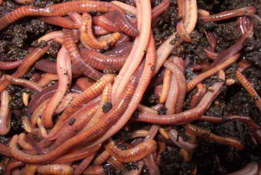 Why we started rearing red worms for money