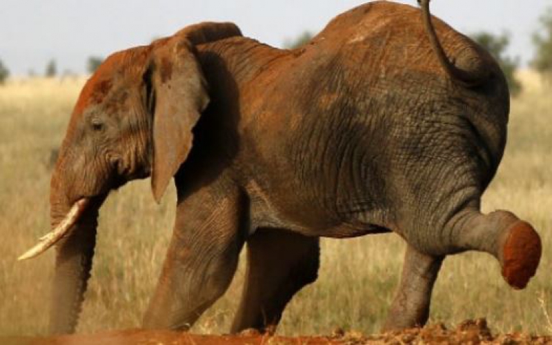 Woman killed by an elephant in Samburu County