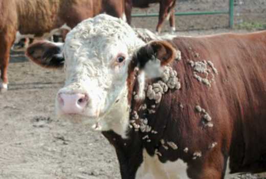 papilloma in a cow)