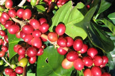County finds market for coffee and tea in Botswana