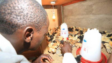 To avoid those nagging chicken mites, hygiene is a must