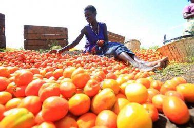 Tomato ‘Ebola’ alert! Are your crops safe?