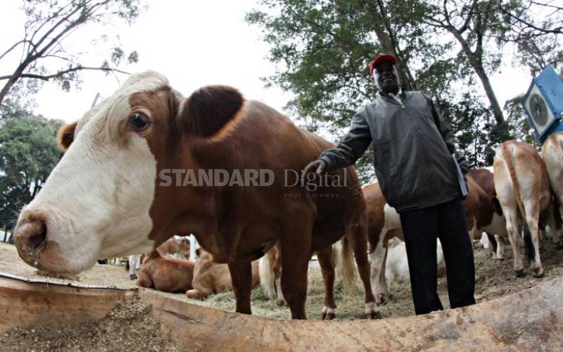 Top four dairy breeds in Kenya The good, the bad and the ugly FarmKenya Initiative