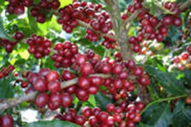 Troubled coffee sector crying out for reforms