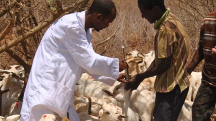 Turkana County in Sh4 million livestock vaccination drive