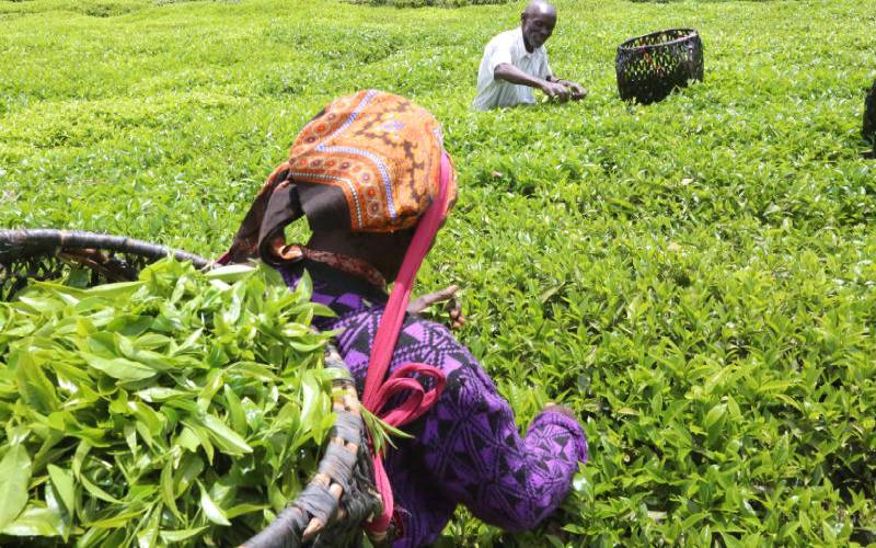 Kenya Tea Growers Association 