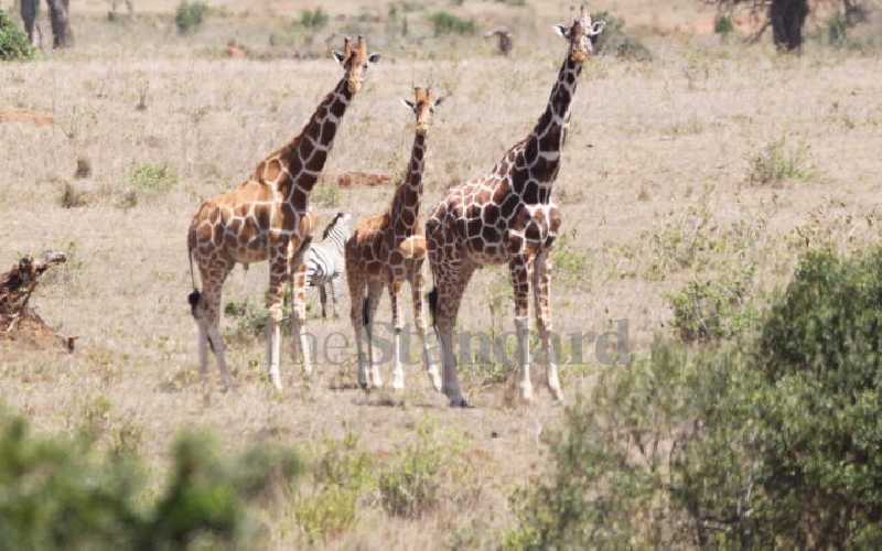 Giraffes at the rally's Loldaiga Ranch route.