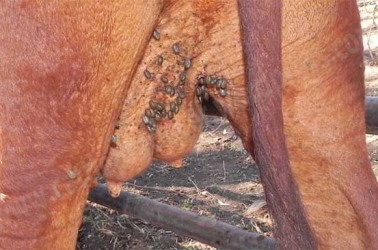 Watch out for those ticks, they could also transmit infections!