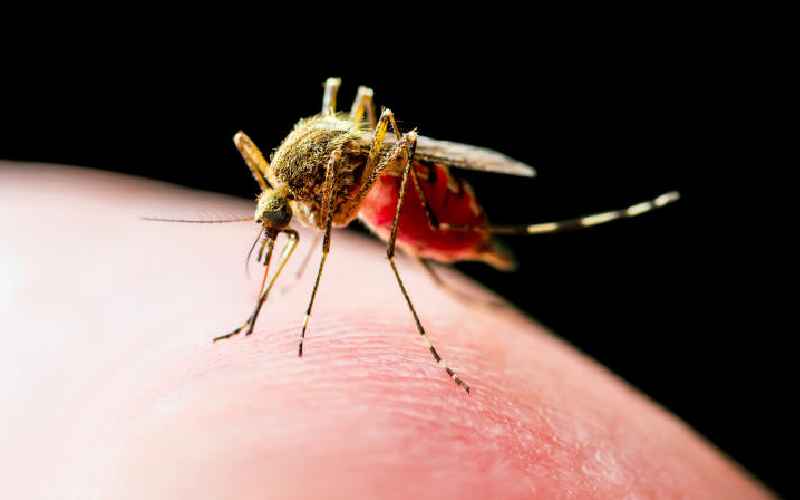 Why we must step up fight against malaria urgently