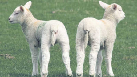 Why you need to cut tail of young sheep