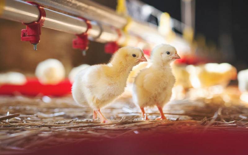 Why your chicken are limping and dying in droves