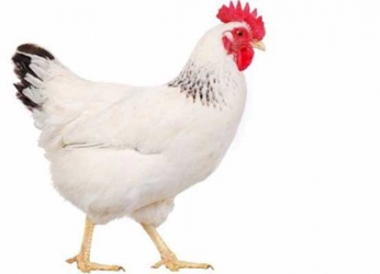 Woman burnt to death for ‘stealing’ chicken in Migori