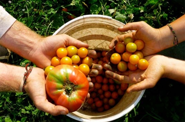 Yes, embrace organic farming for a healthier and more vibrant society