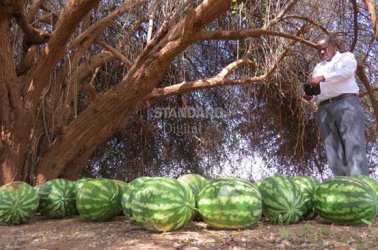 Yes, it is possible to grow big juicy water melons