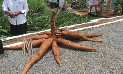 Your cassava peel can make nutritious livestock feed