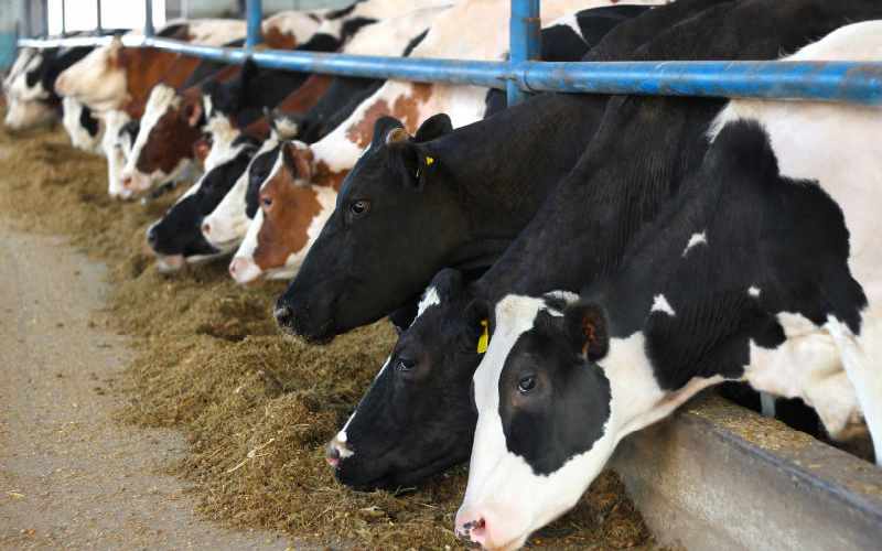 Deadly disease that affects pregnant cows - FarmKenya Initiative